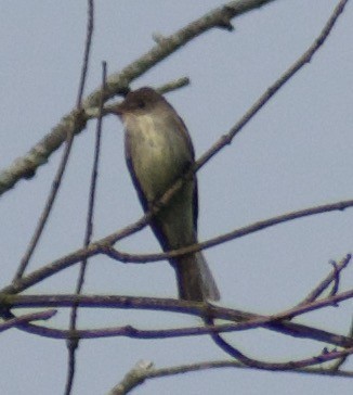 Pioui de l'Est - ML610537262