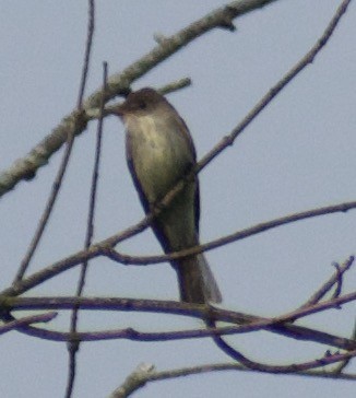 Eastern Wood-Pewee - ML610537262