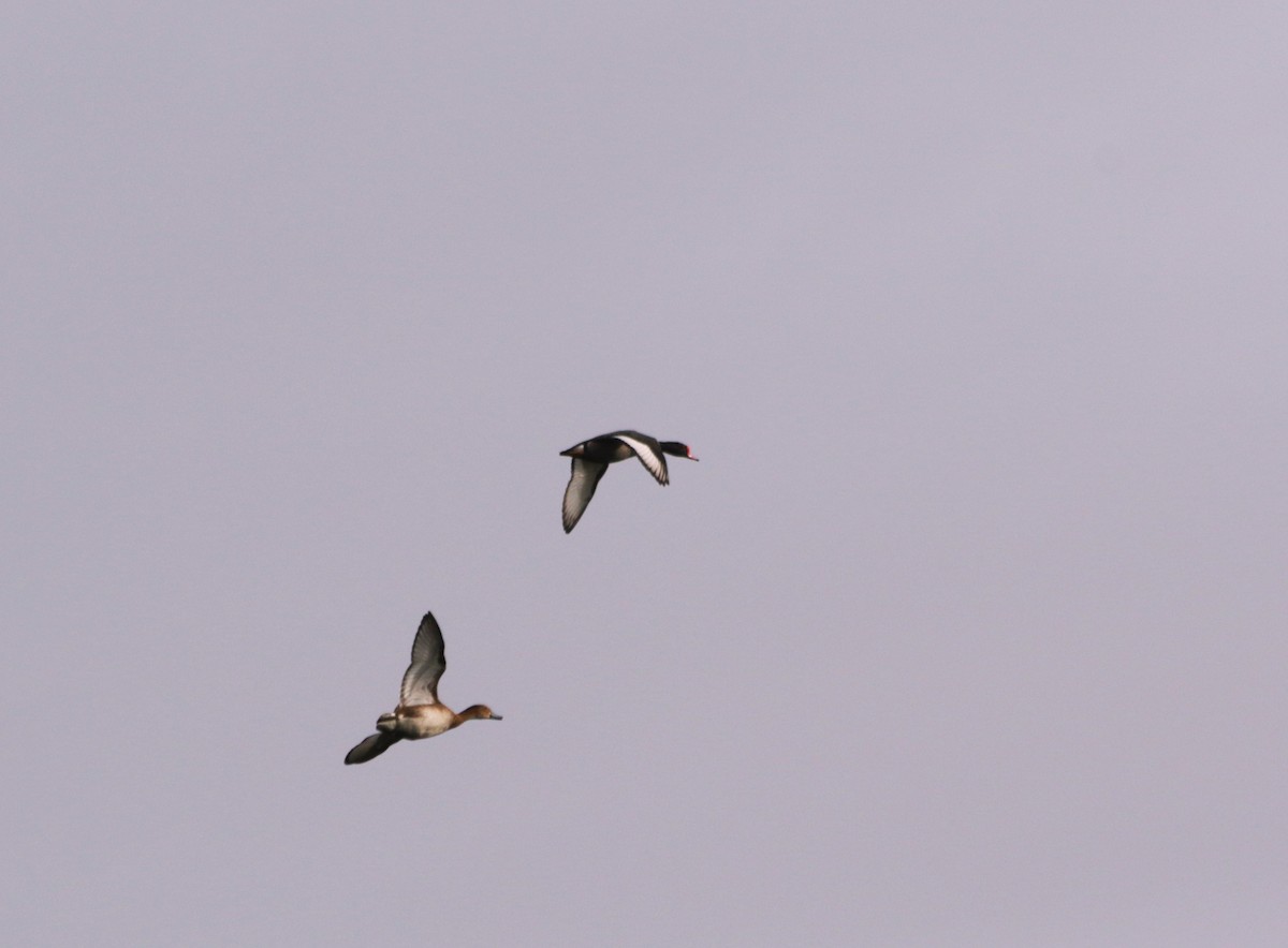 Rosy-billed Pochard - ML610537288