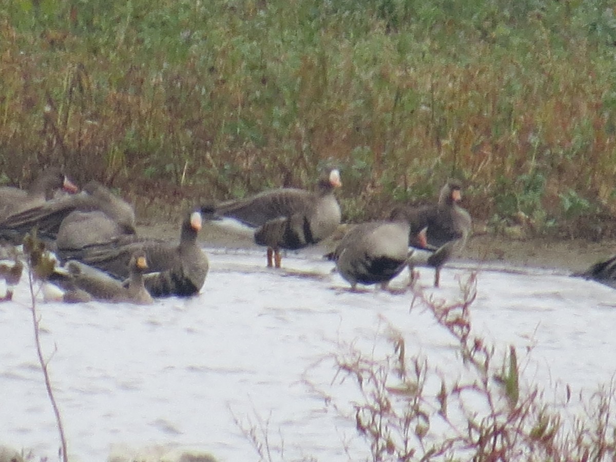 Greater White-fronted Goose - Ethan Maynard