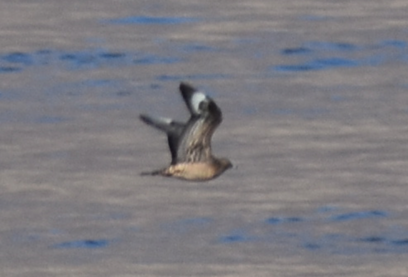 Parasitic Jaeger - Aaron Beerman