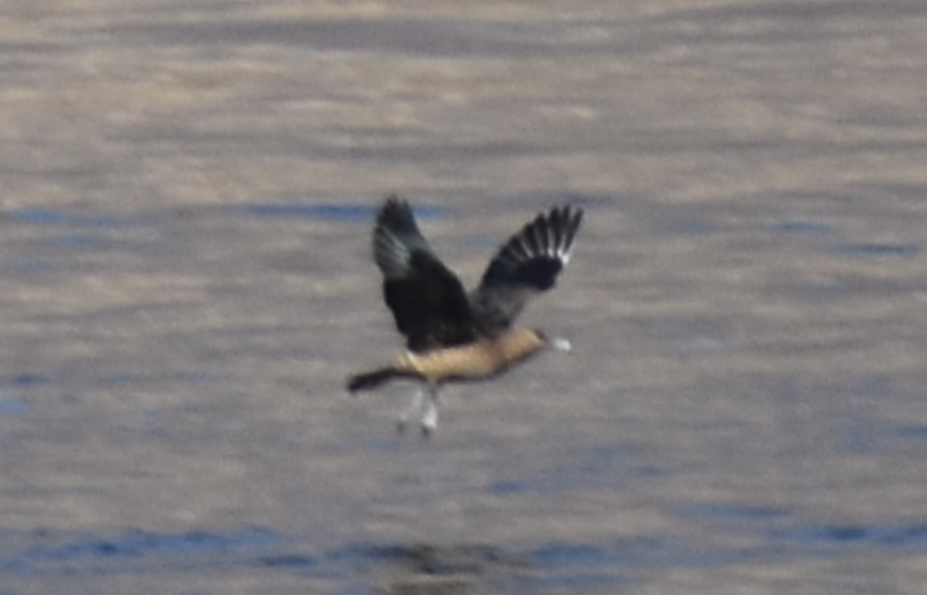 Parasitic Jaeger - Aaron Beerman