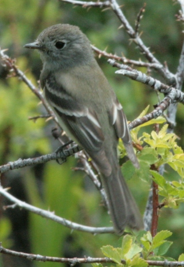 Hammond's Flycatcher - ML610537483