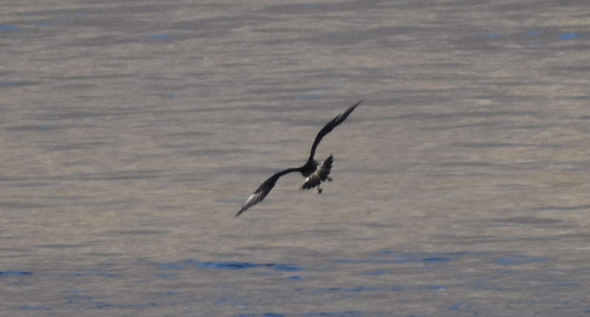 Parasitic Jaeger - Aaron Beerman