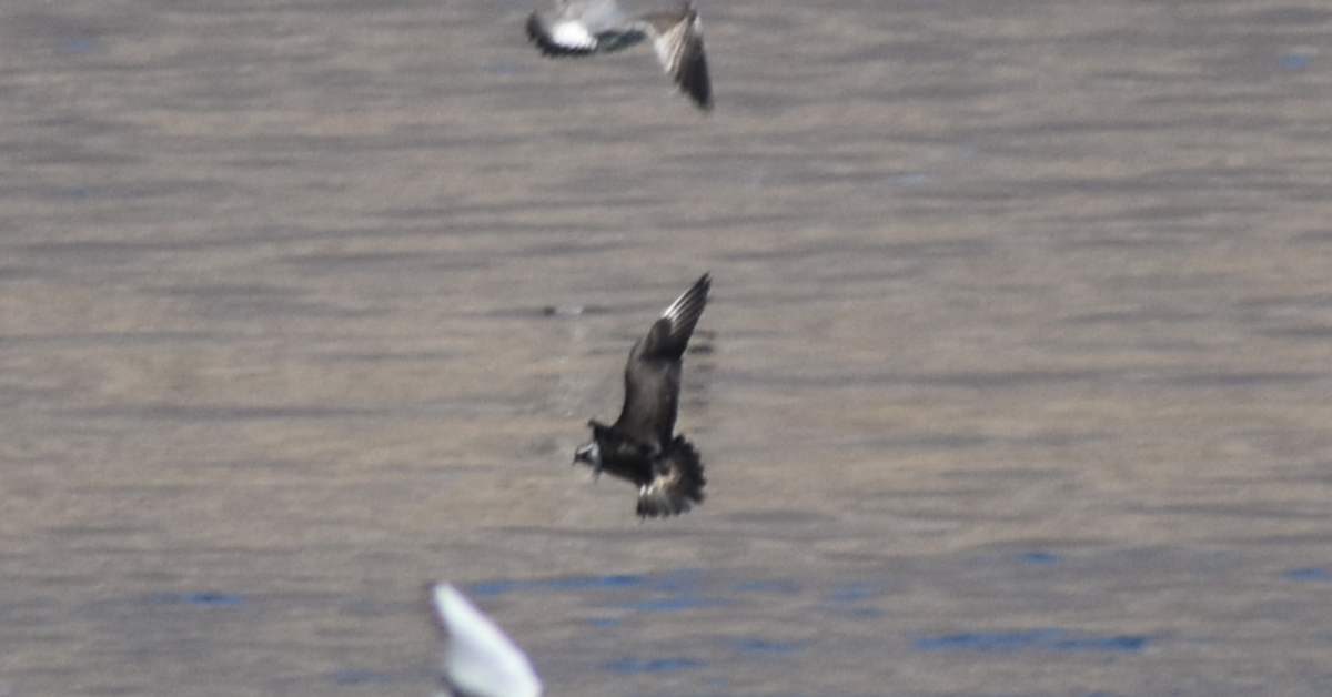 Parasitic Jaeger - ML610537501