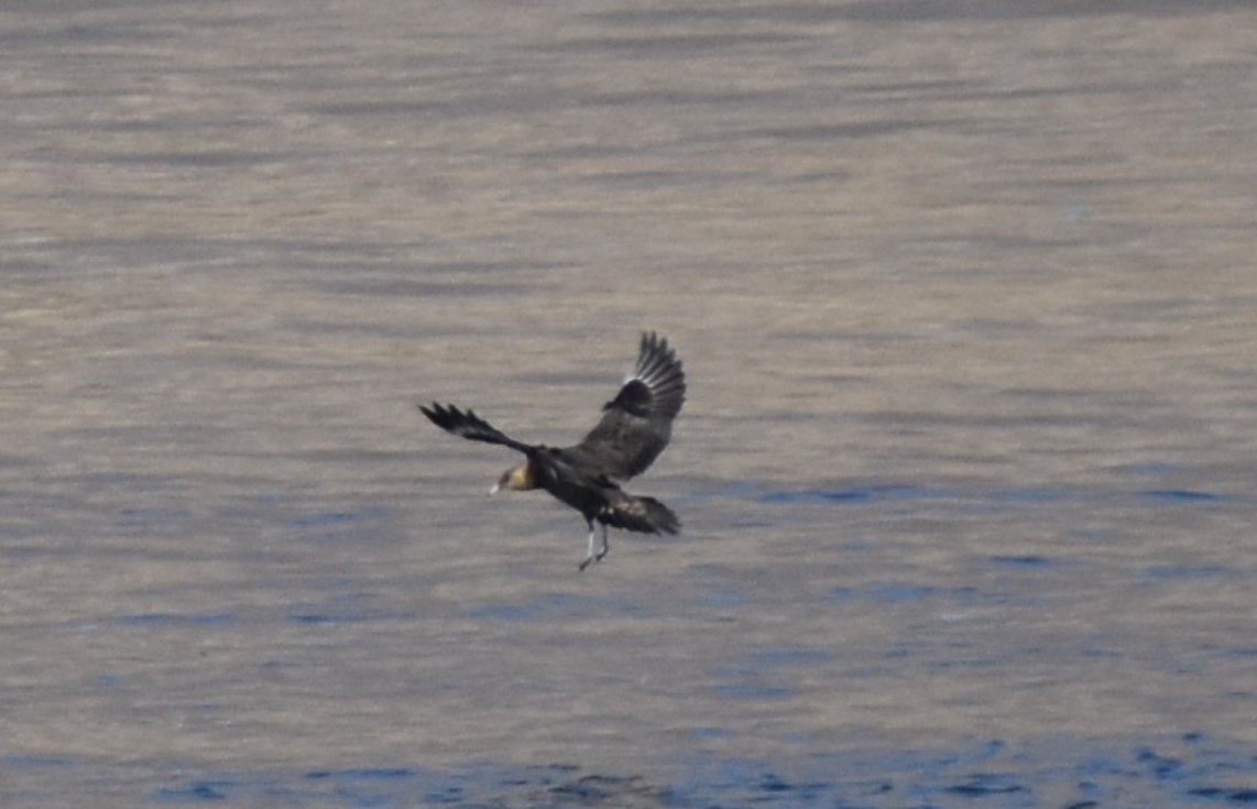 Parasitic Jaeger - ML610537510