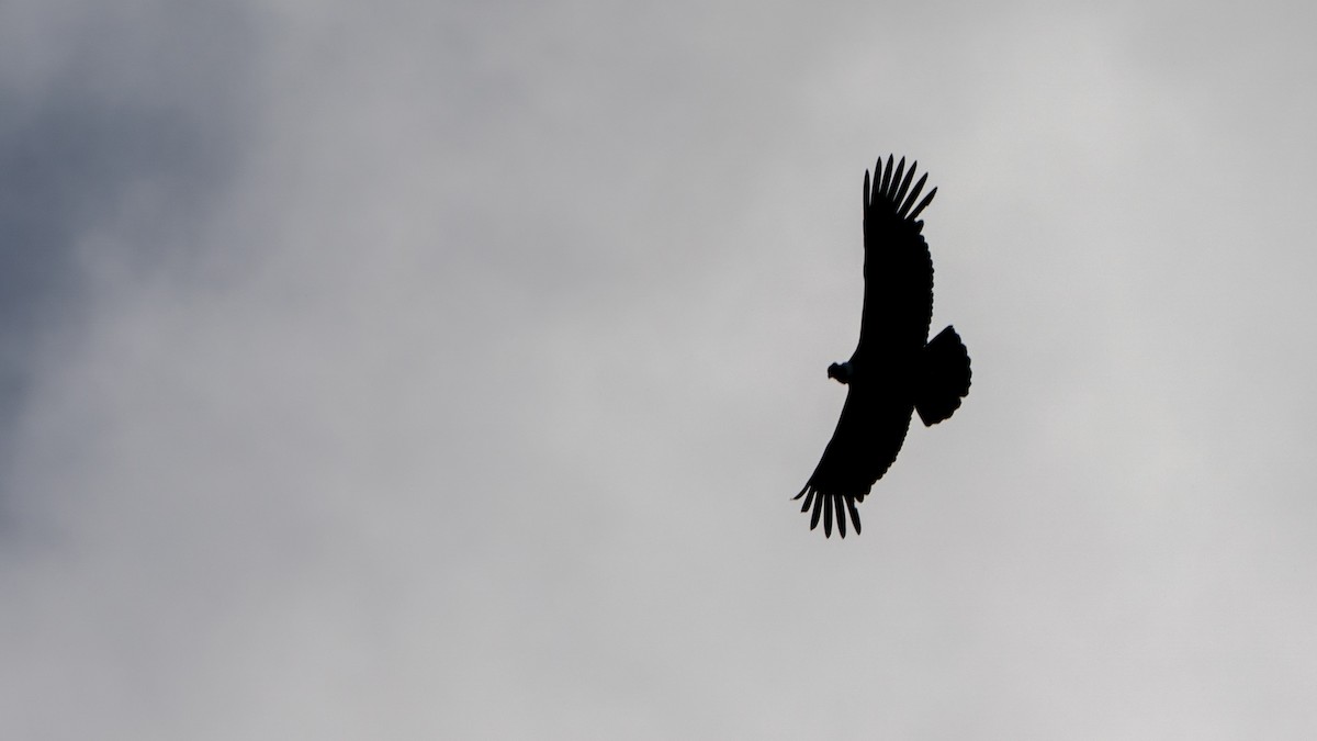 Andean Condor - ML610537611