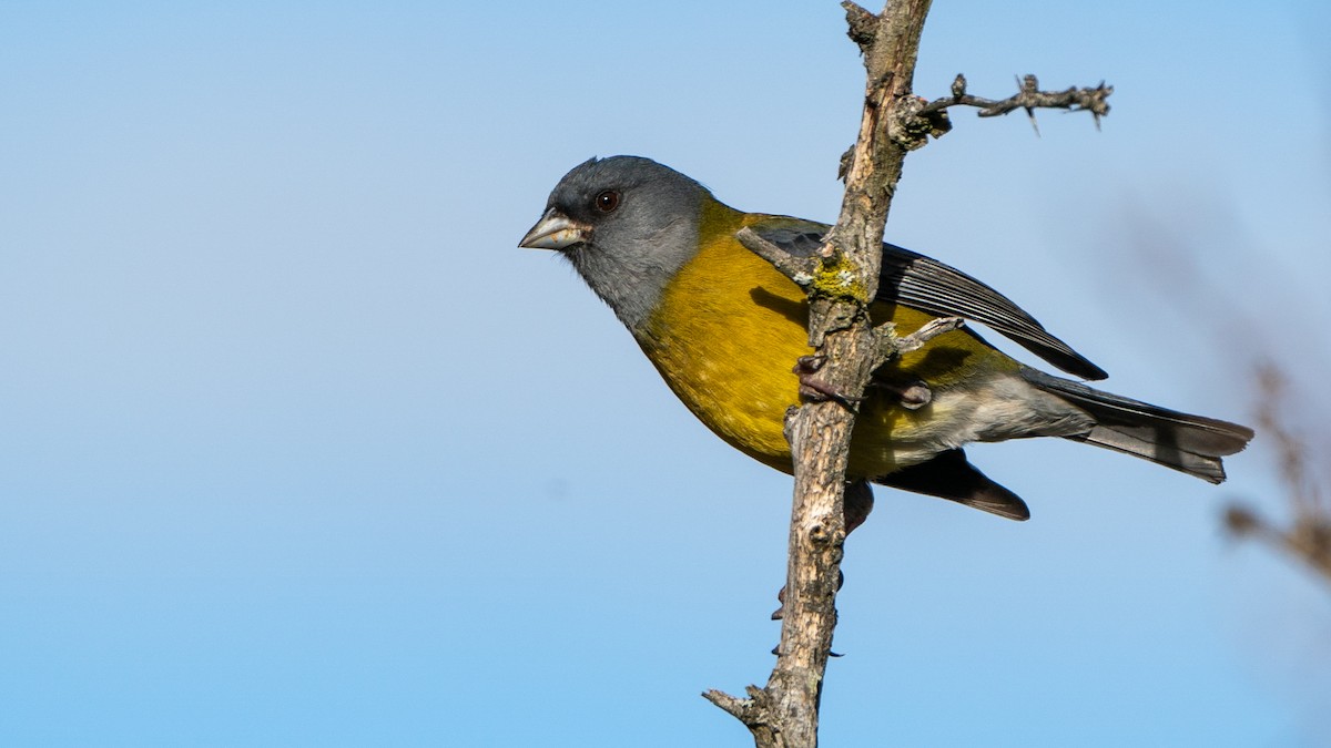 Patagonian Sierra Finch - ML610537617