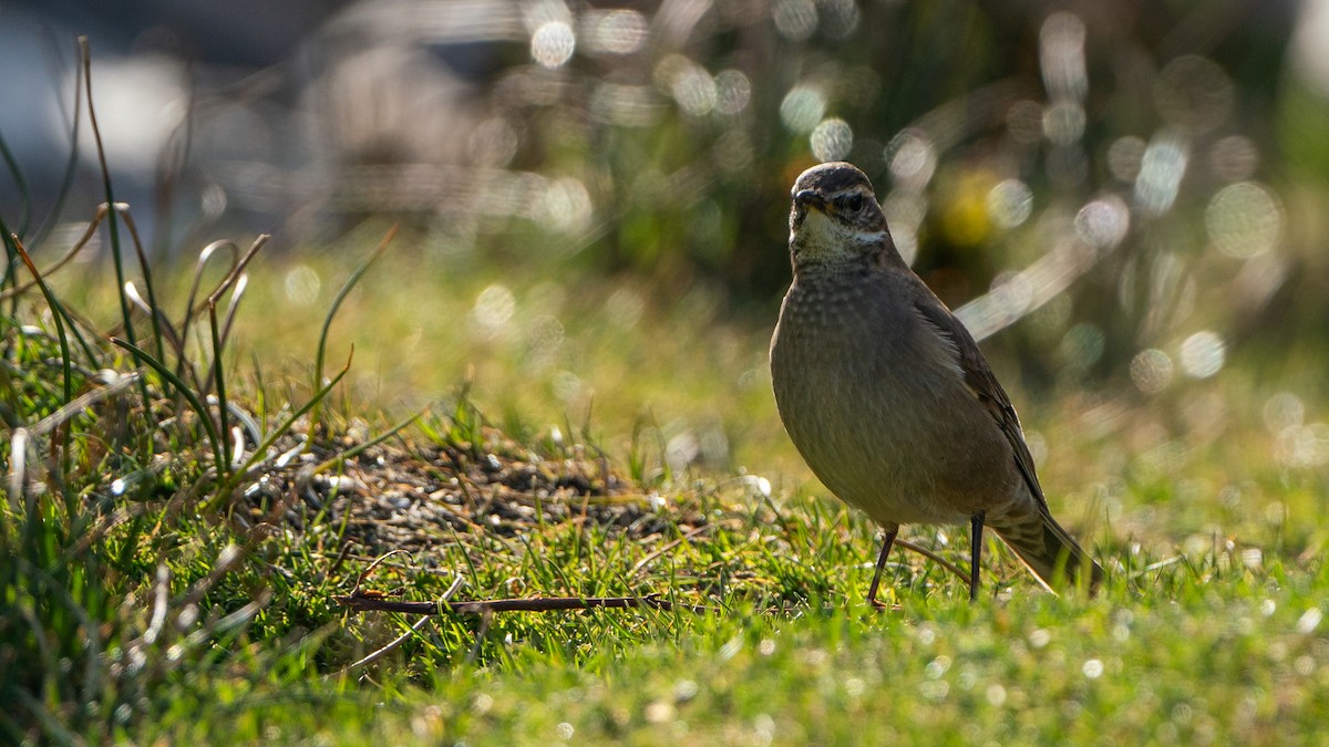 Buff-winged Cinclodes - ML610537622