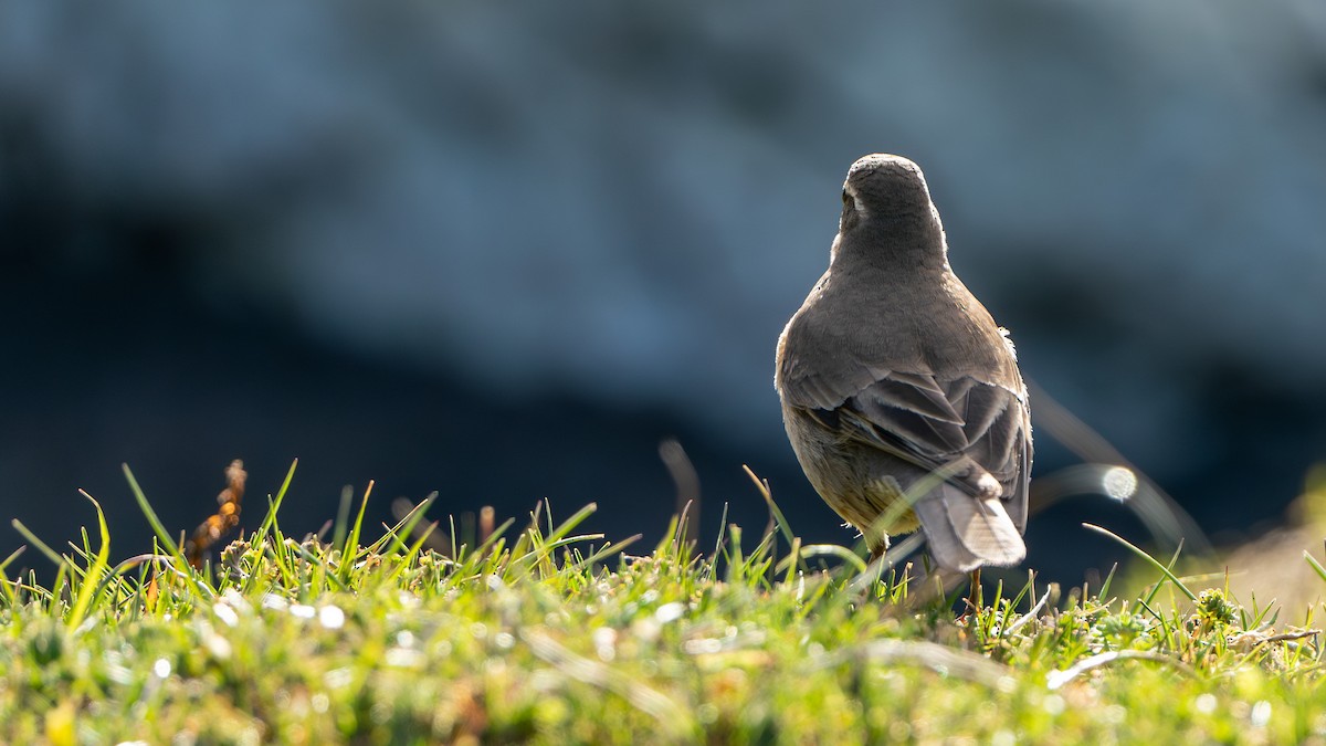 Buff-winged Cinclodes - ML610537623