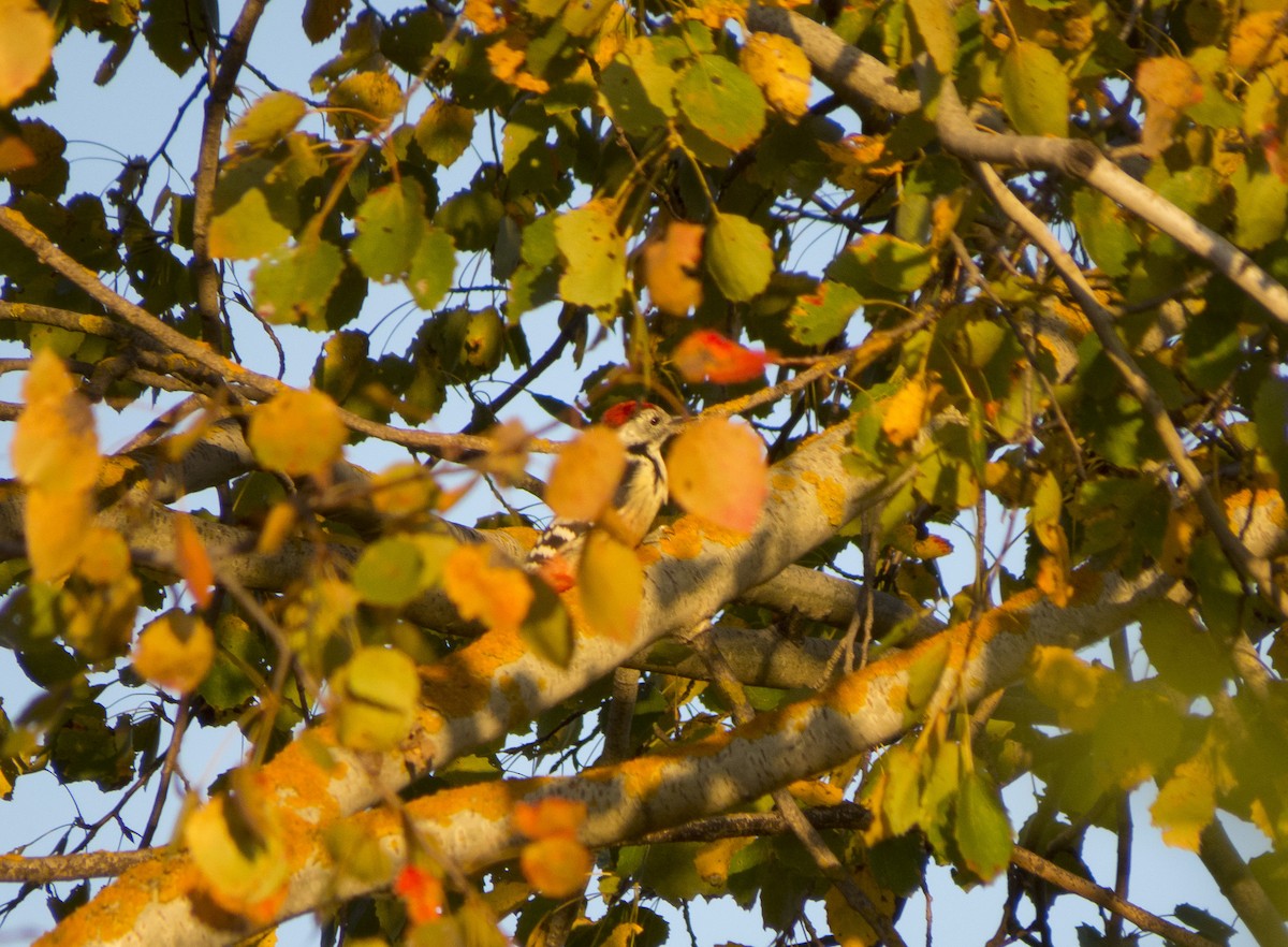 Middle Spotted Woodpecker - ML610537634