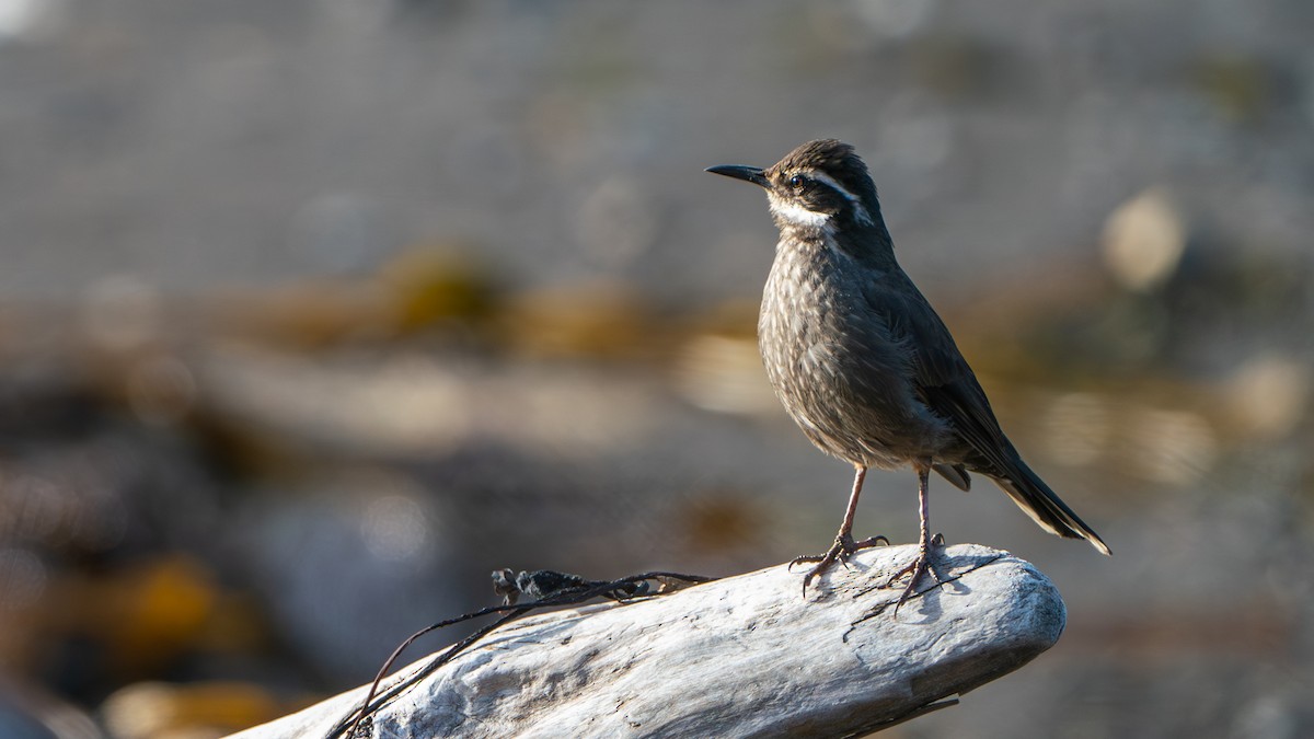 Dark-bellied Cinclodes - ML610537642