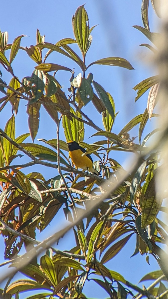 White-vented Euphonia - ML610537684