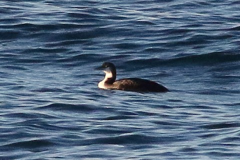 Common Loon - ML610537691