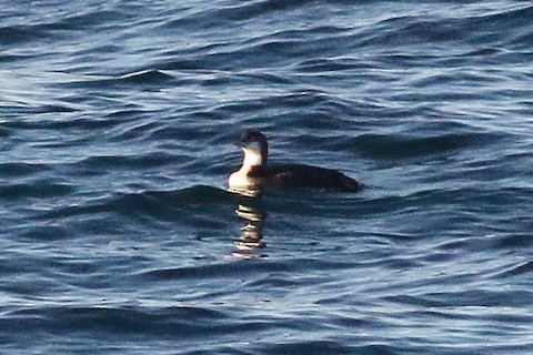 Common Loon - ML610537703