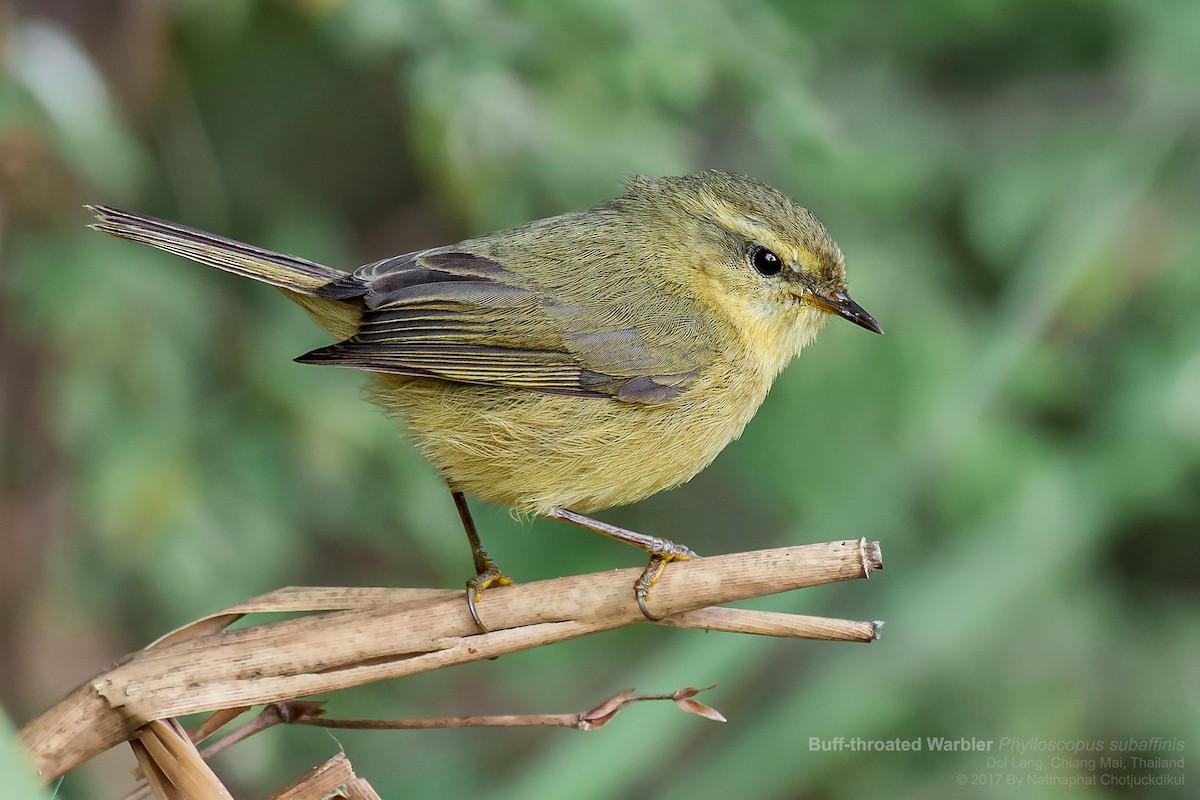 Buff-throated Warbler - ML61053771