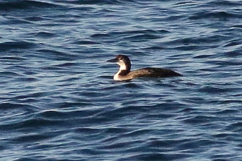 Common Loon - ML610537710