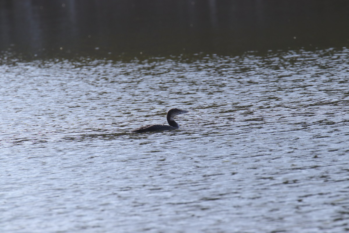 Common Loon - ML610537736