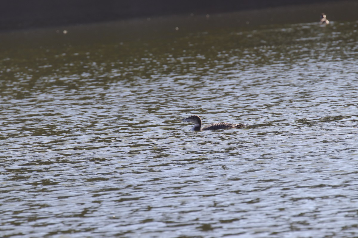 Common Loon - ML610537749
