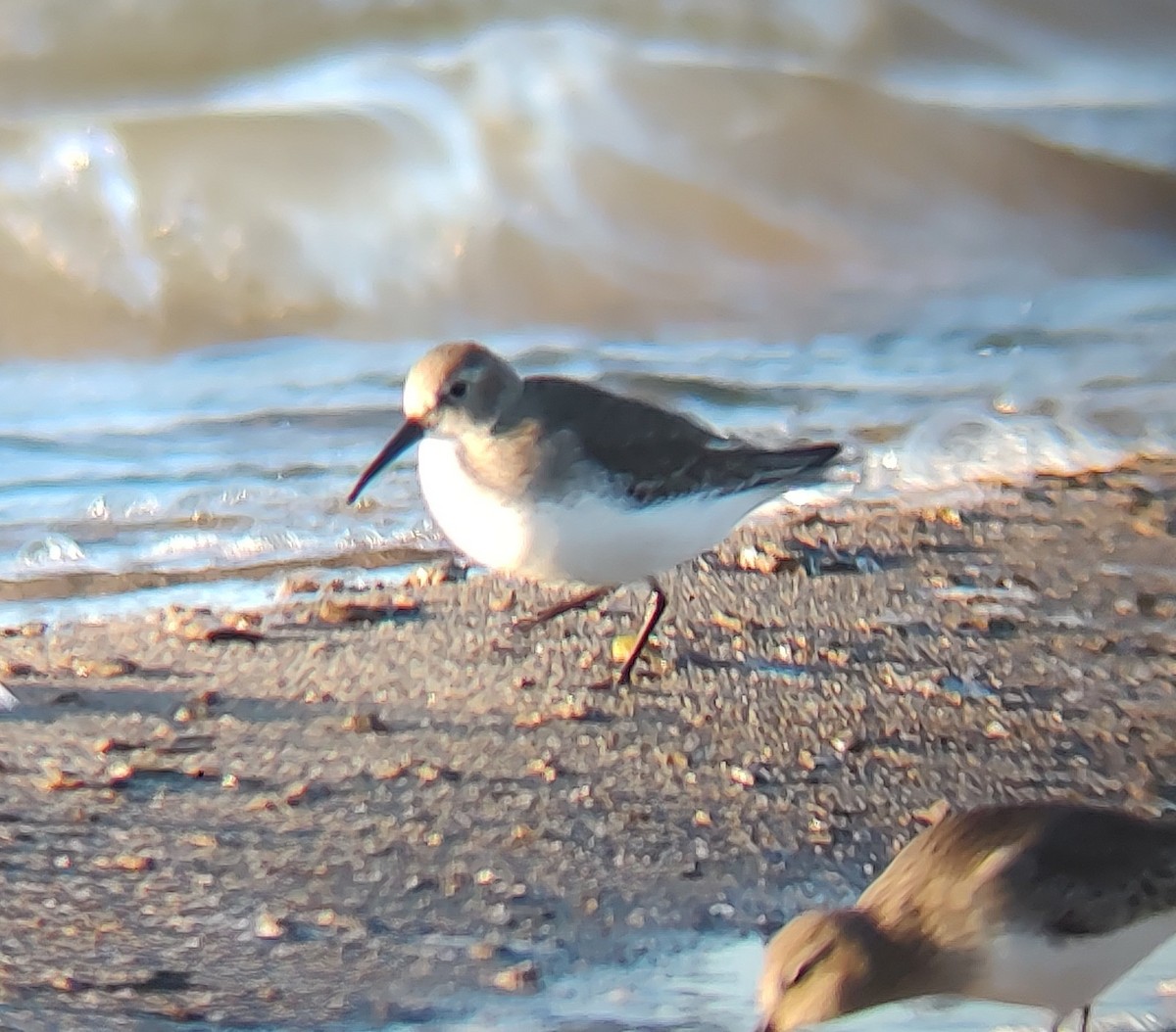 Dunlin - ML610537831