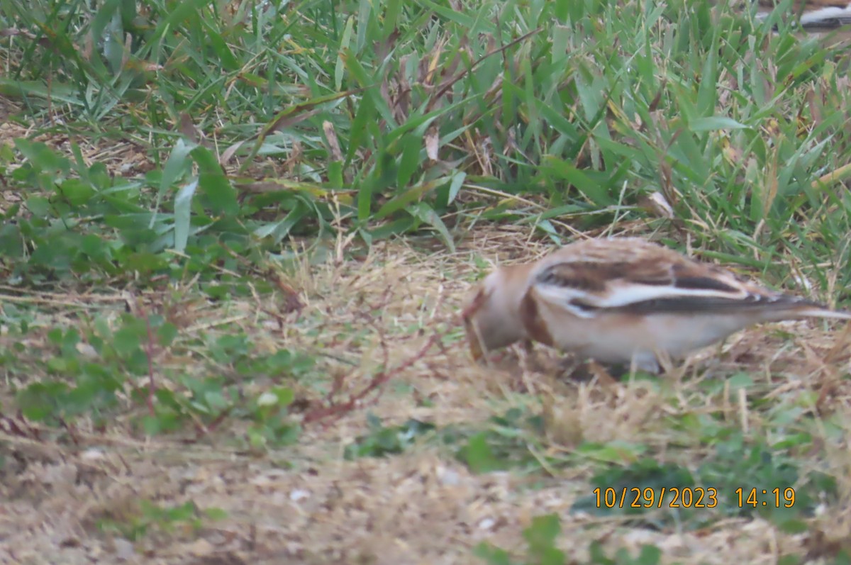 Snow Bunting - ML610537854