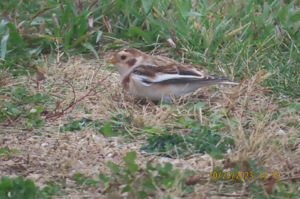 Snow Bunting - ML610537855