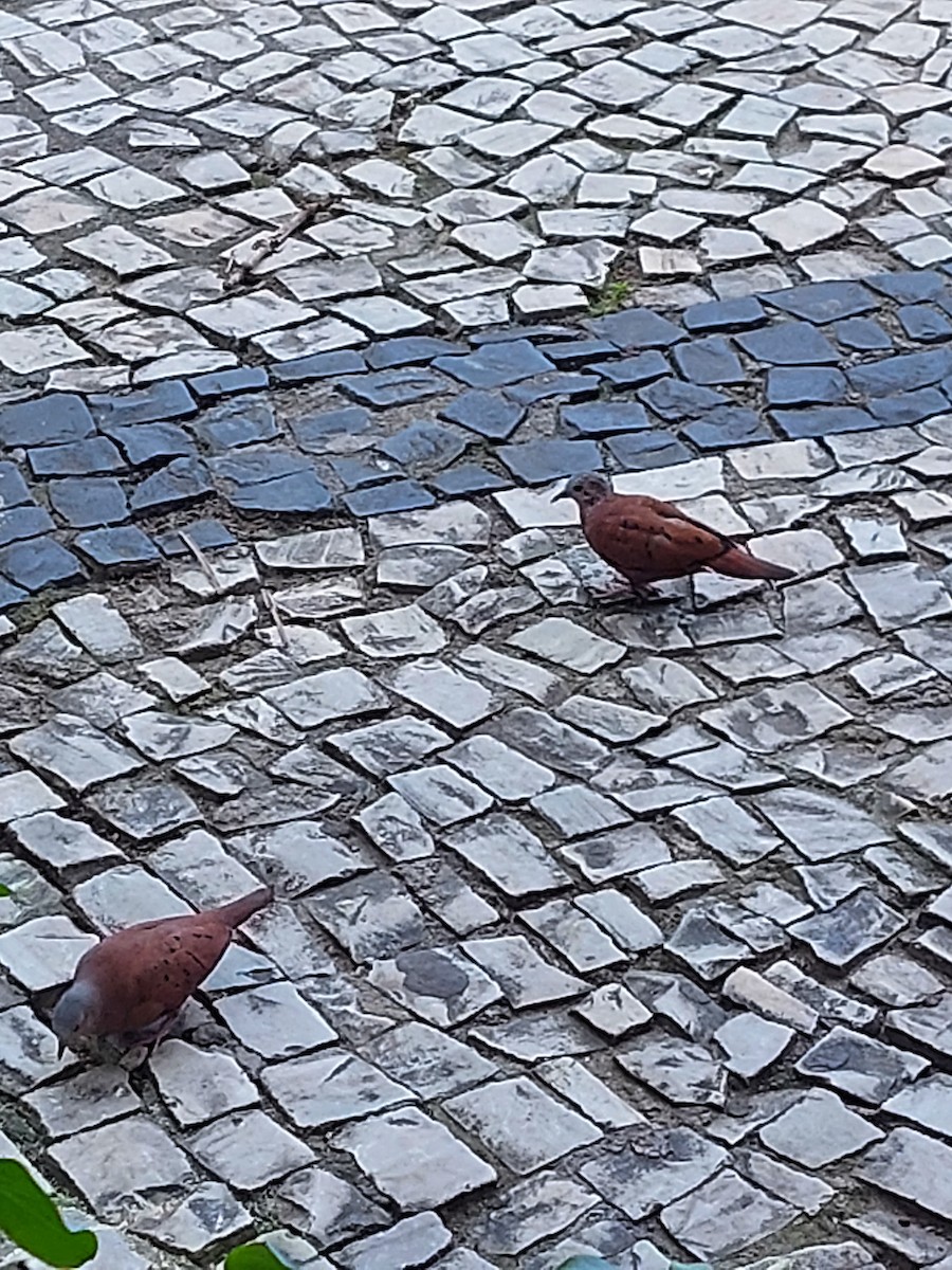 Ruddy Ground Dove - ML610537878