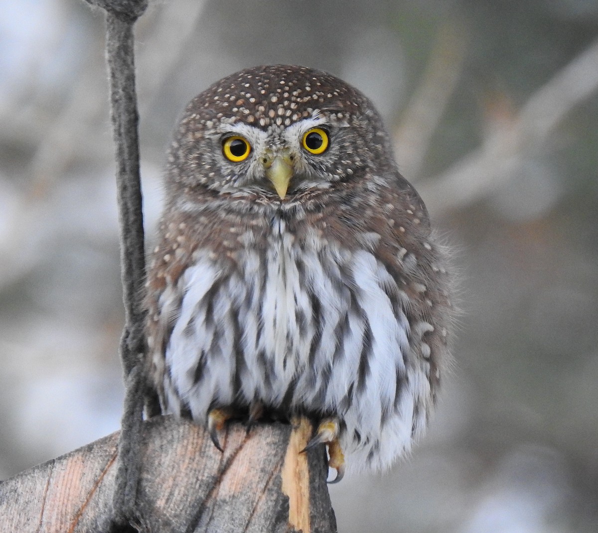 Northern Pygmy-Owl - ML610537965