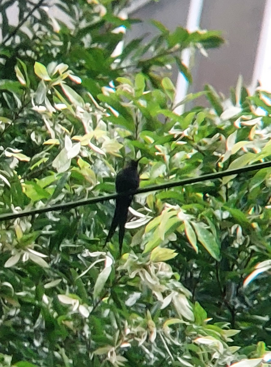 Swallow-tailed Hummingbird - Kevin Quirós