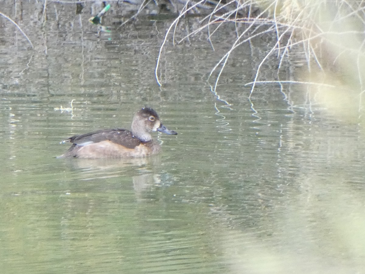 Ring-necked Duck - Christopher Rustay