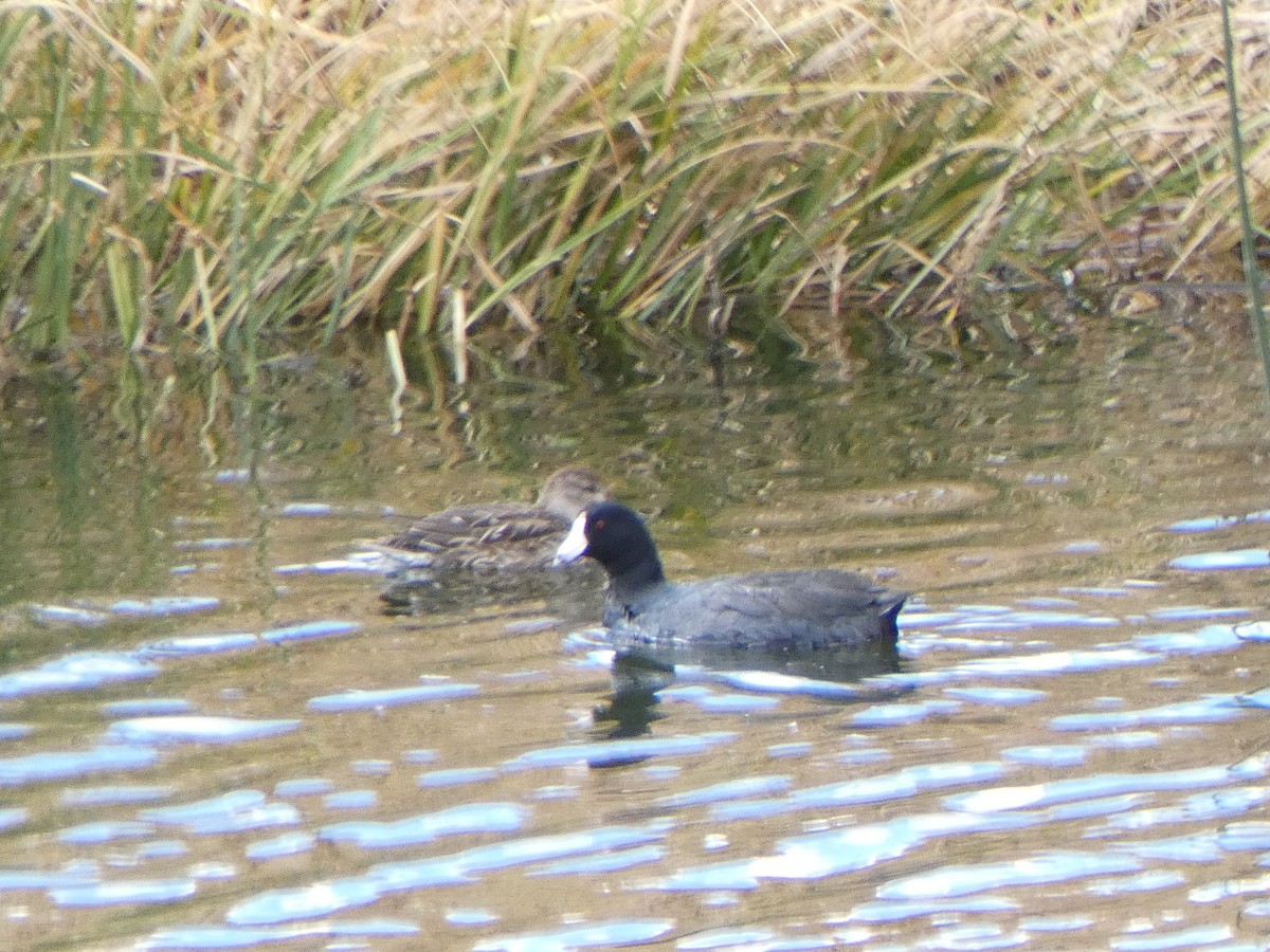 American Coot - ML610538079