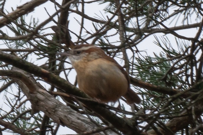 Carolina Wren - ML610538097