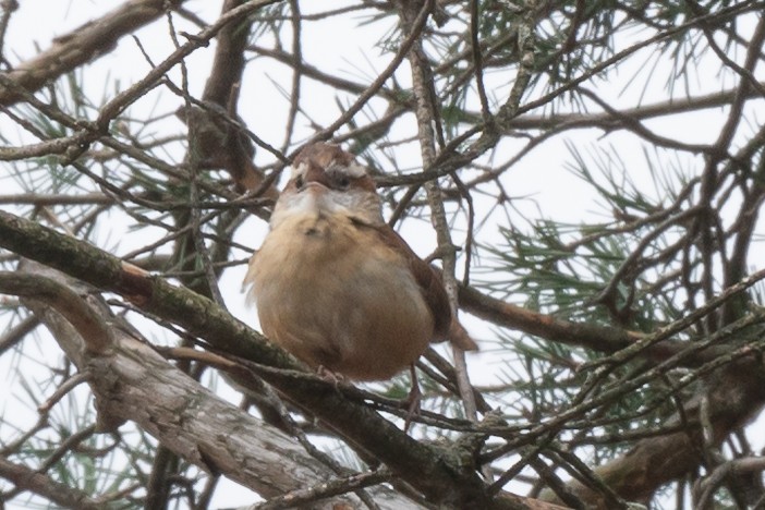 Carolina Wren - ML610538098