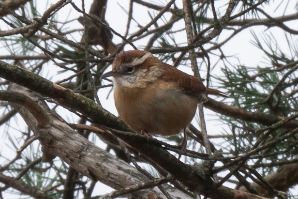 Carolina Wren - ML610538099