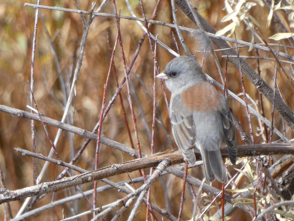 Junco Ojioscuro - ML610538148