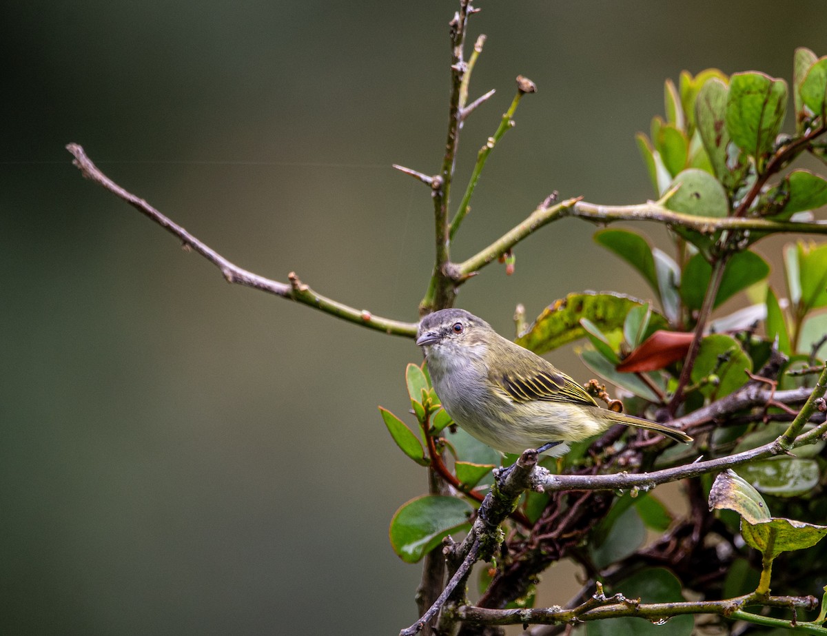 Mistletoe Tyrannulet - John Ramírez Núñez