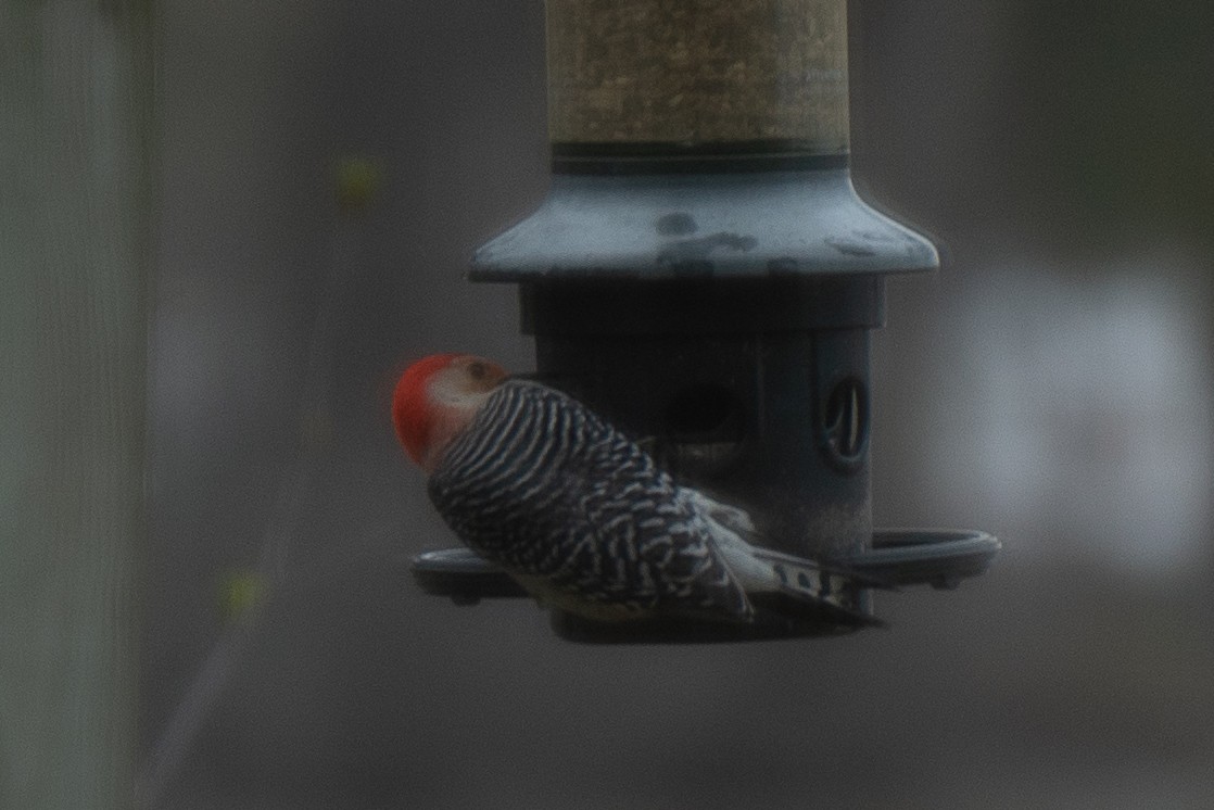 Red-bellied Woodpecker - ML610538192
