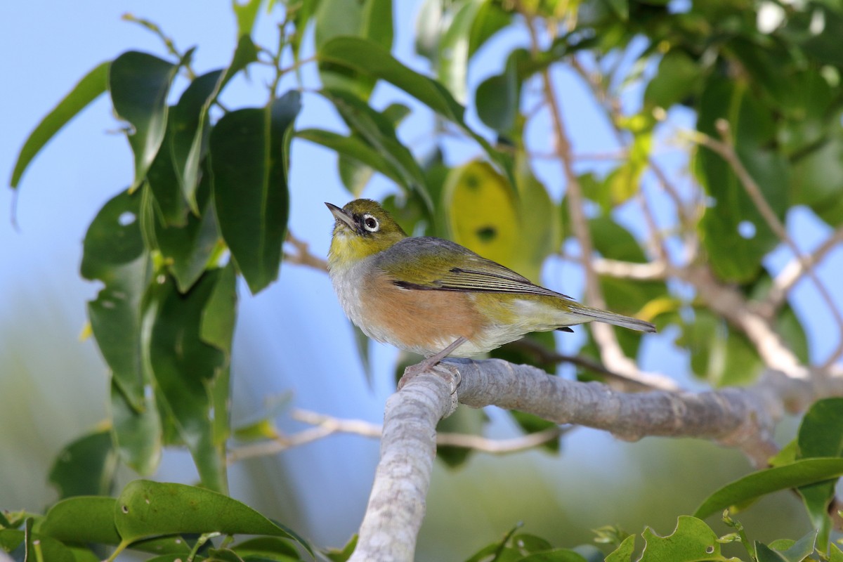 Silvereye - ML610538235