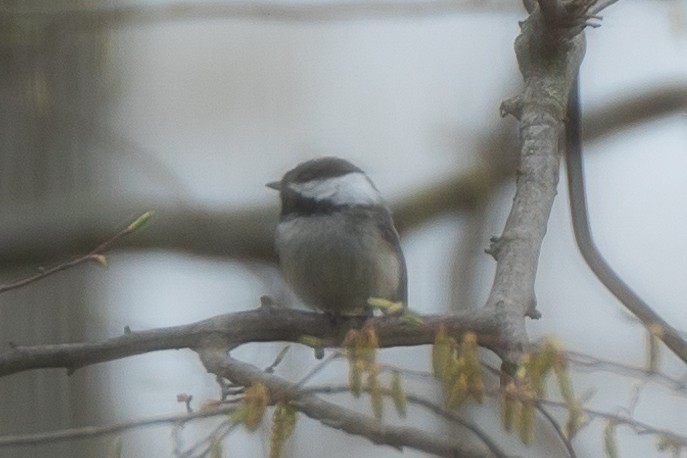 Mésange à tête noire - ML610538249