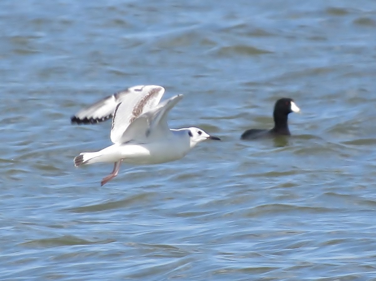 Bonaparte's Gull - ML610538355