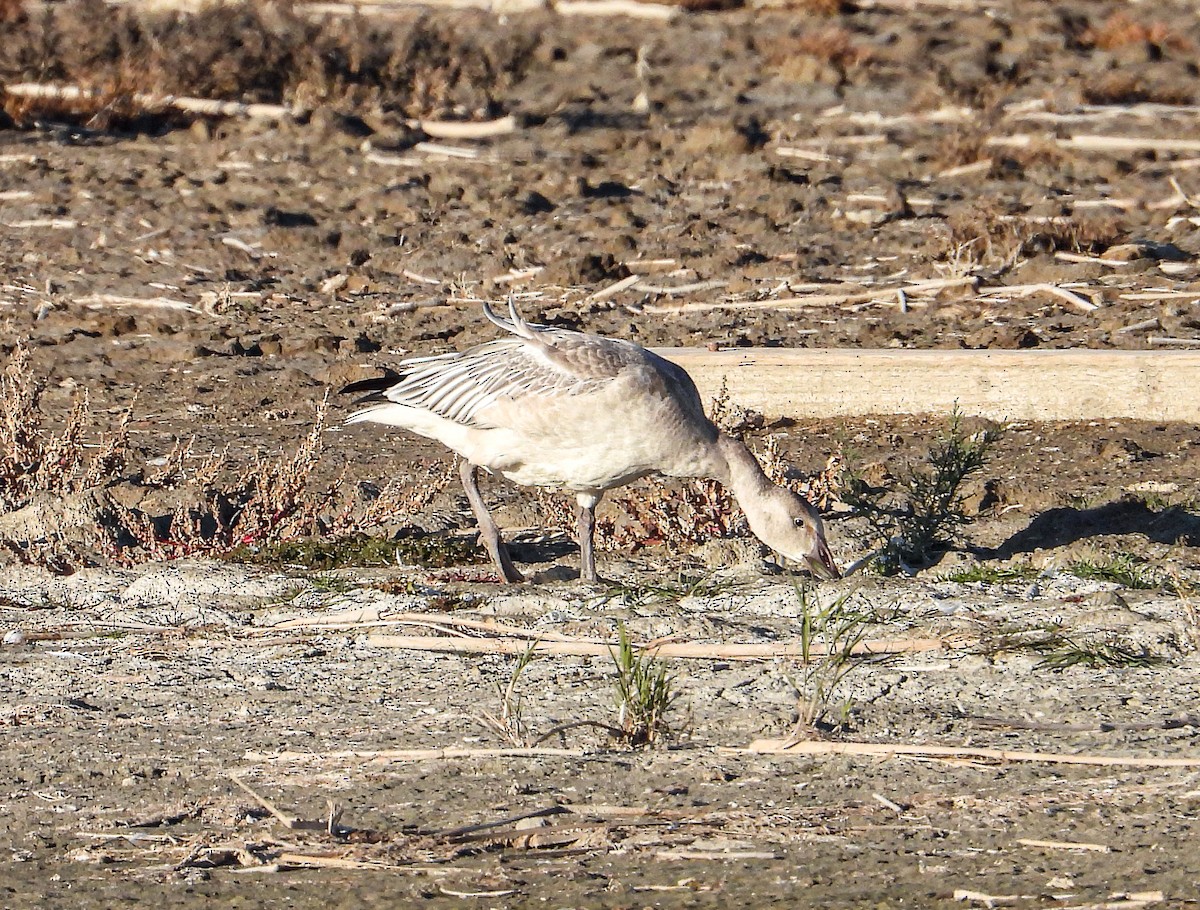 Snow Goose - ML610538364