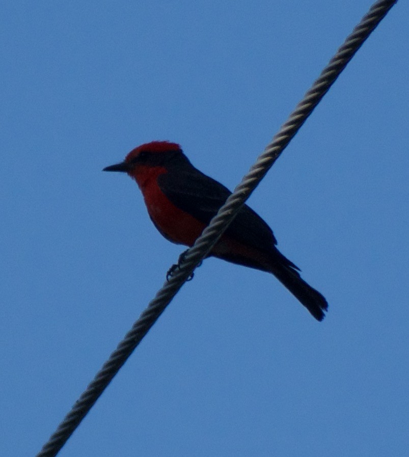 Vermilion Flycatcher - ML610538382