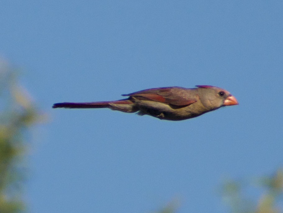 Northern Cardinal - ML610538386