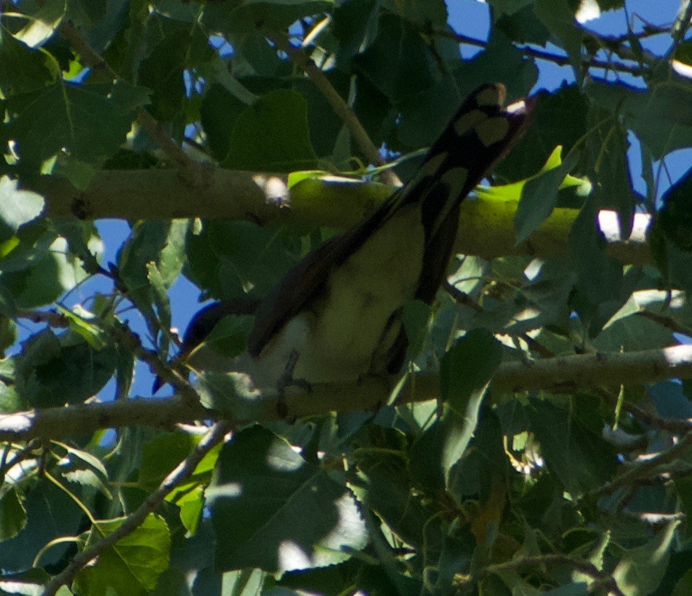 Yellow-billed Cuckoo - ML610538401