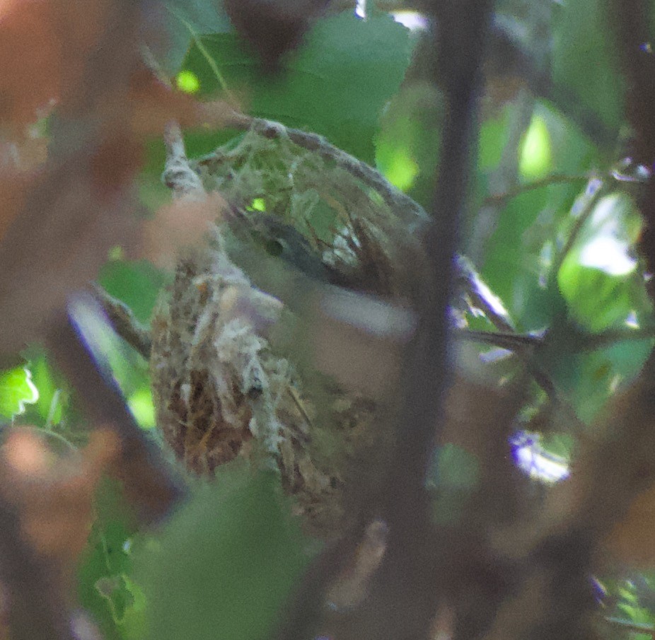 Braunaugenvireo (arizonae) - ML610538429