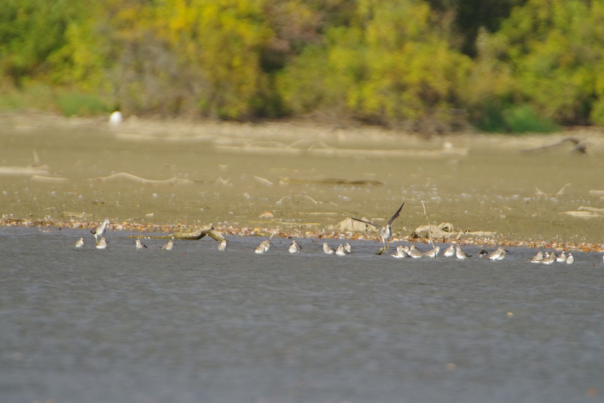 Dunlin - ML610538598