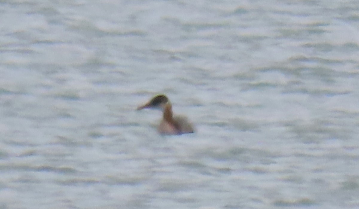 Red-necked Grebe - ML610538709