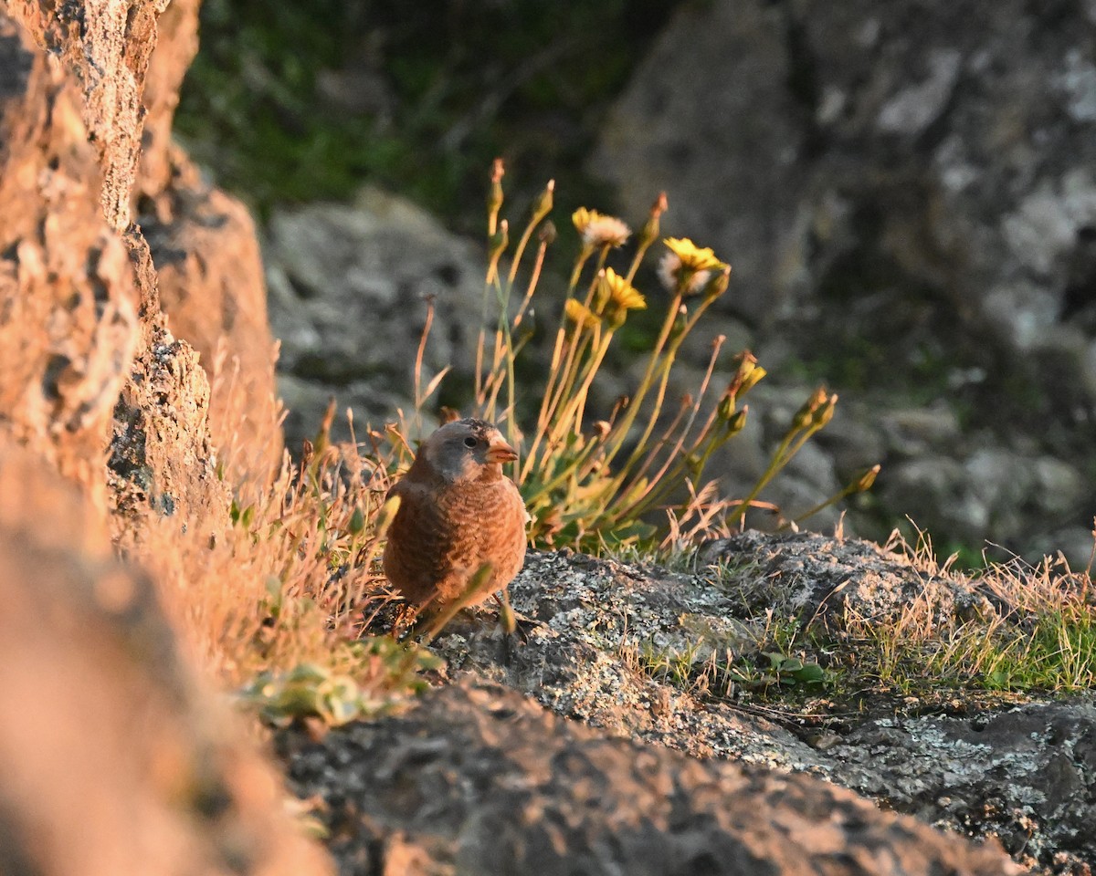 grånakkefjellfink - ML610538736