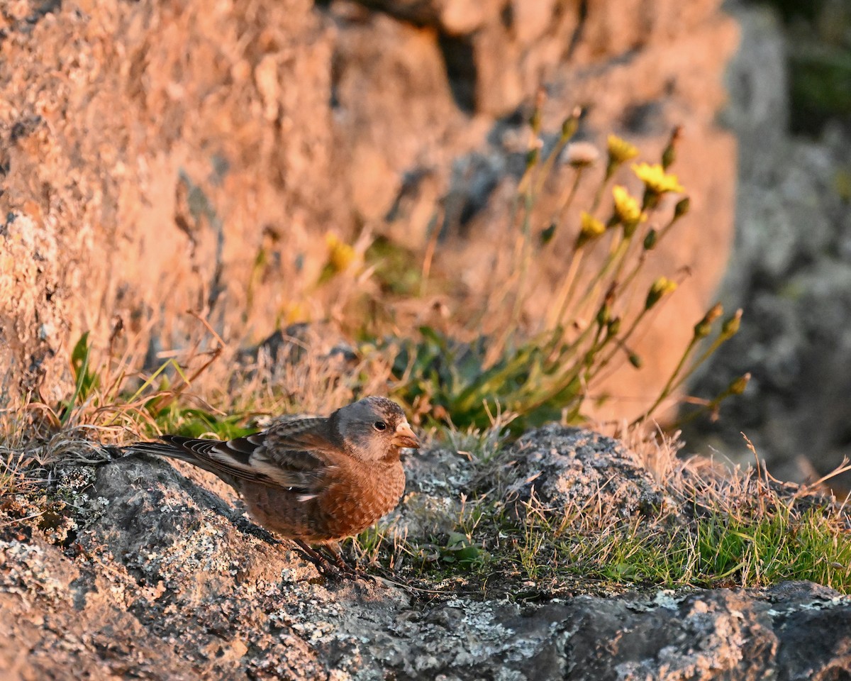 Gray-crowned Rosy-Finch - ML610538738