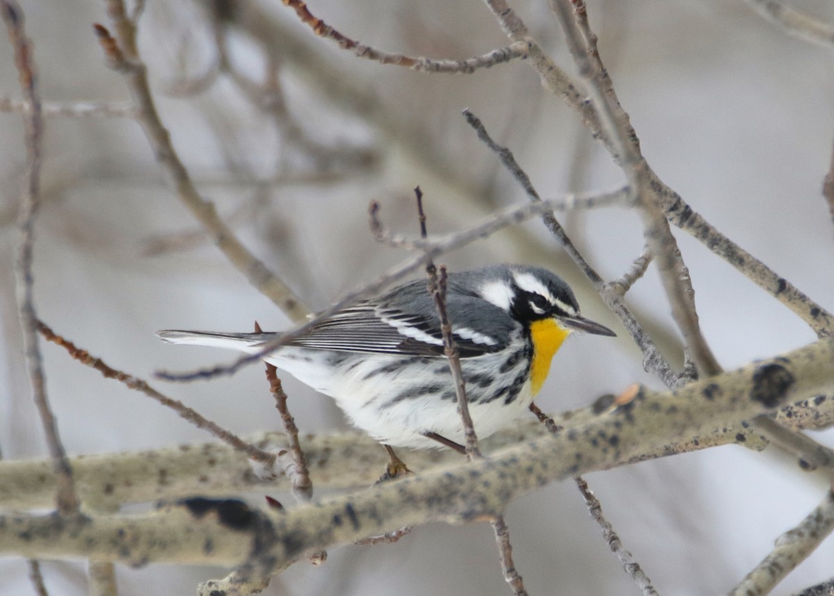 Yellow-throated Warbler - ML610538774